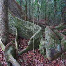 Huge tree roots in the National Park Monte Pascoal